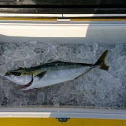 火遠理丸（ほおりまる） 釣果