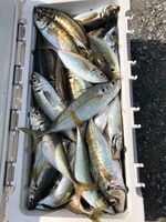 久里浜黒川本家 釣果