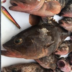 Magic(マジック) 釣果