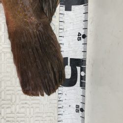 Magic(マジック) 釣果