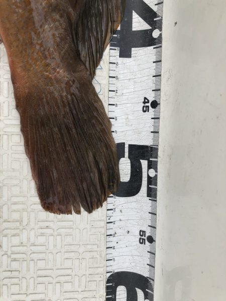 Magic(マジック) 釣果