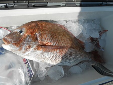 こうゆう丸 釣果