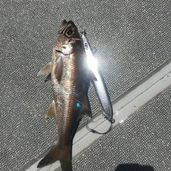 へいみつ丸 釣果