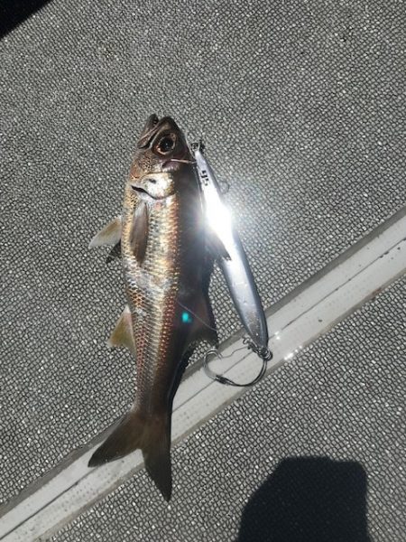 へいみつ丸 釣果