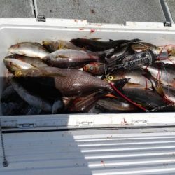 第二大福丸 釣果