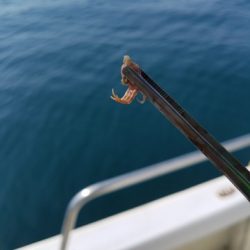 遊漁船 ニライカナイ 釣果