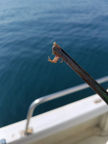 遊漁船 ニライカナイ 釣果