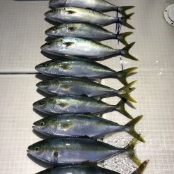 剣 釣果