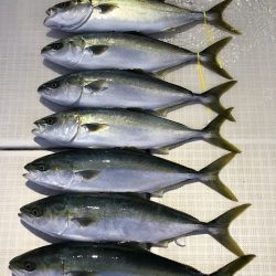 剣 釣果
