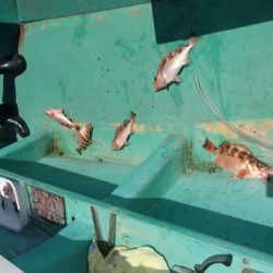 第二むつ漁丸 釣果