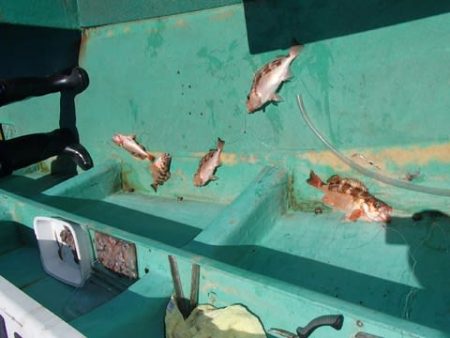 第二むつ漁丸 釣果