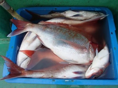 第二むつ漁丸 釣果