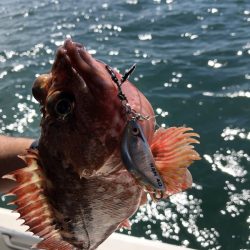 Magic(マジック) 釣果