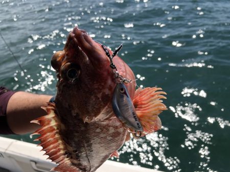 Magic(マジック) 釣果