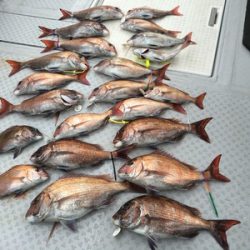 ミタチ丸 釣果