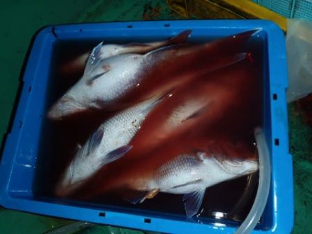 第二むつ漁丸 釣果