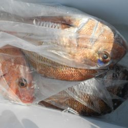 こうゆう丸 釣果