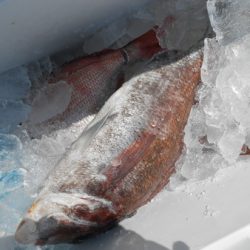 こうゆう丸 釣果