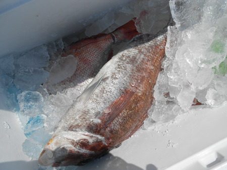 こうゆう丸 釣果