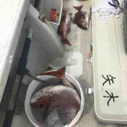 龍宮丸 釣果