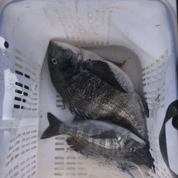 由良渡船 釣果