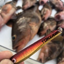 Magic(マジック) 釣果