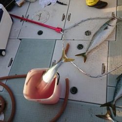 スカイマリン 釣果