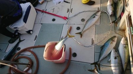 スカイマリン 釣果