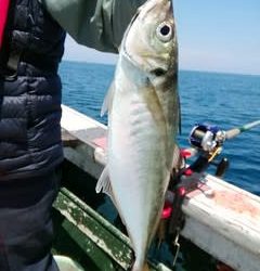 松福丸 釣果