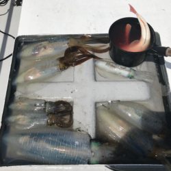 まると屋 釣果