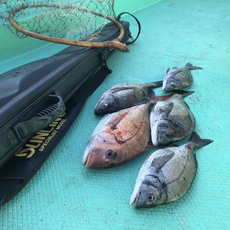 由良渡船 釣果
