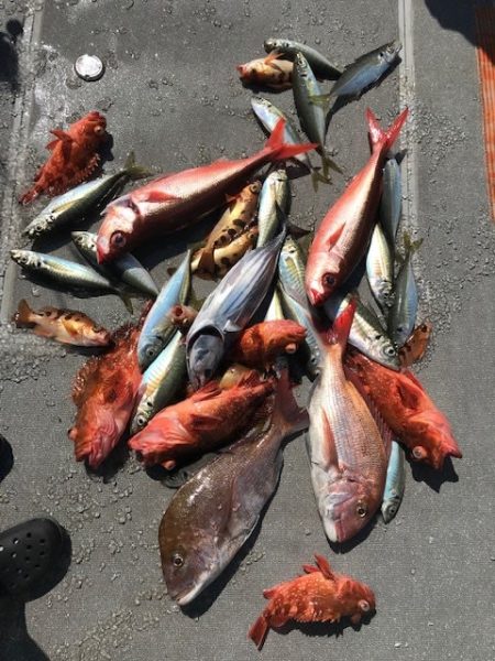 へいみつ丸 釣果