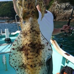 シードリーム 釣果