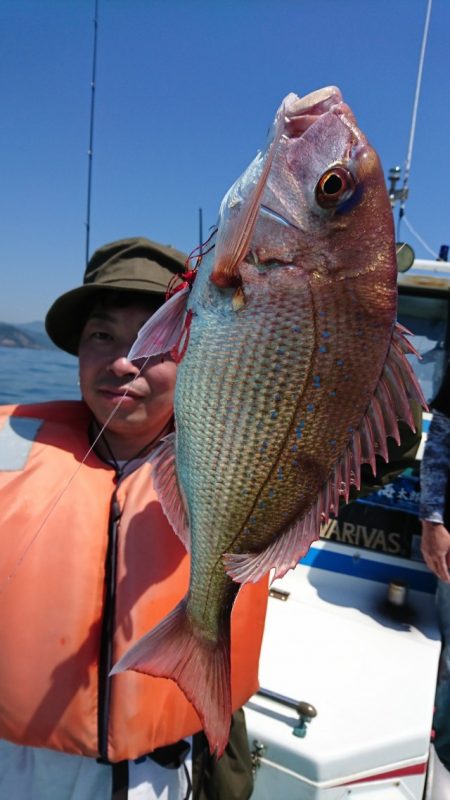 シードリーム 釣果