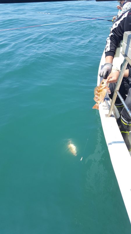 海峰 釣果