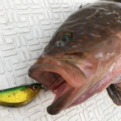 Magic(マジック) 釣果