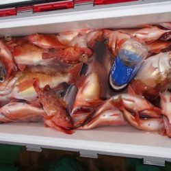 第二むつ漁丸 釣果