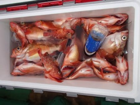 第二むつ漁丸 釣果