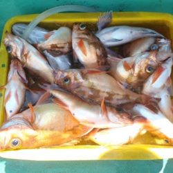 第二むつ漁丸 釣果