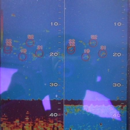 こうゆう丸 釣果