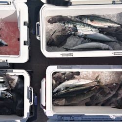 気仙沼　つり丸 釣果