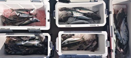 気仙沼　つり丸 釣果