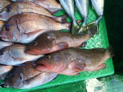 利弥丸(としやまる) 釣果