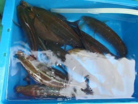 第二むつ漁丸 釣果