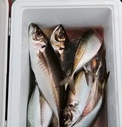 松福丸 釣果