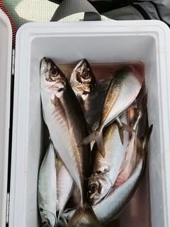 松福丸 釣果