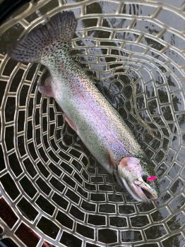 フィッシング サンクチュアリ 釣果