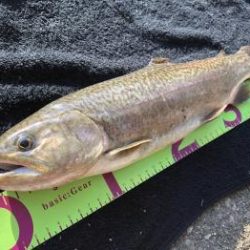 フィッシング サンクチュアリ 釣果