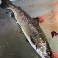 フィッシング サンクチュアリ 釣果