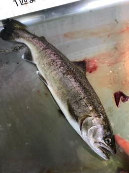 フィッシング サンクチュアリ 釣果